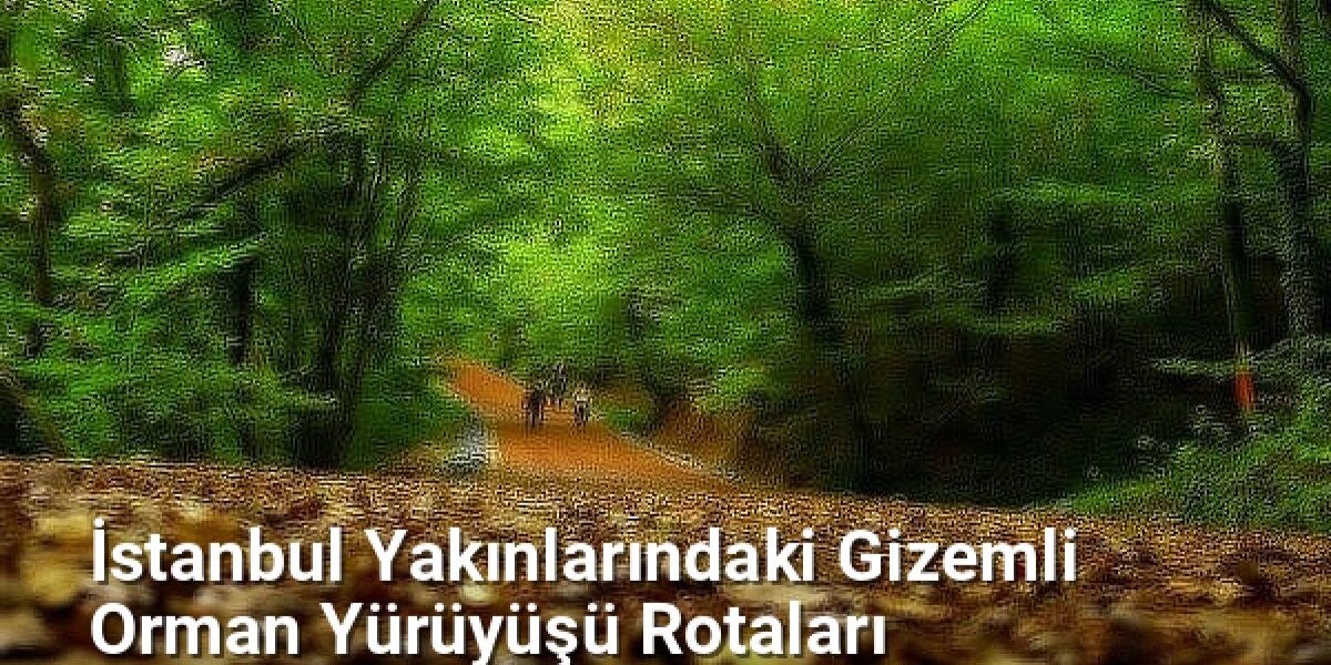 İstanbul Yakınlarındaki Gizemli Orman Yürüyüşü Rotaları - istanbuldoga.net.tc