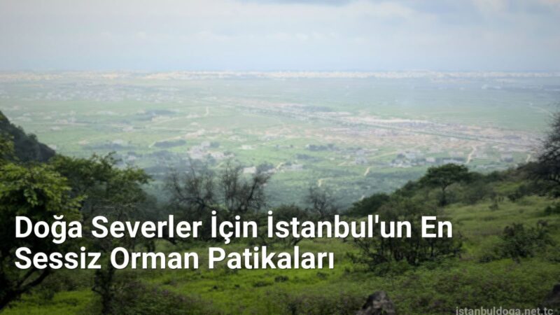 Doğa Severler İçin İstanbul'un En Sessiz Orman Patikaları - istanbuldoga.net.tc