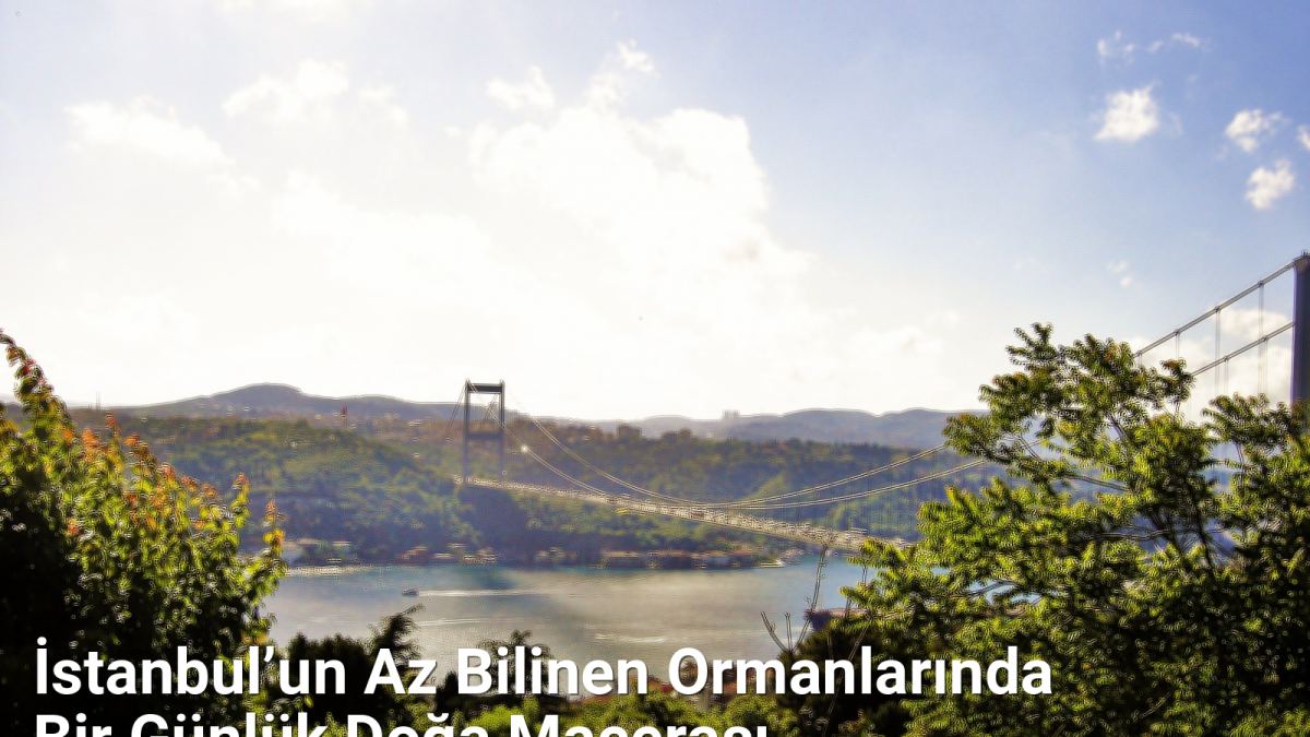 İstanbul’un Az Bilinen Ormanlarında Bir Günlük Doğa Macerası - istanbuldoga.net.tc